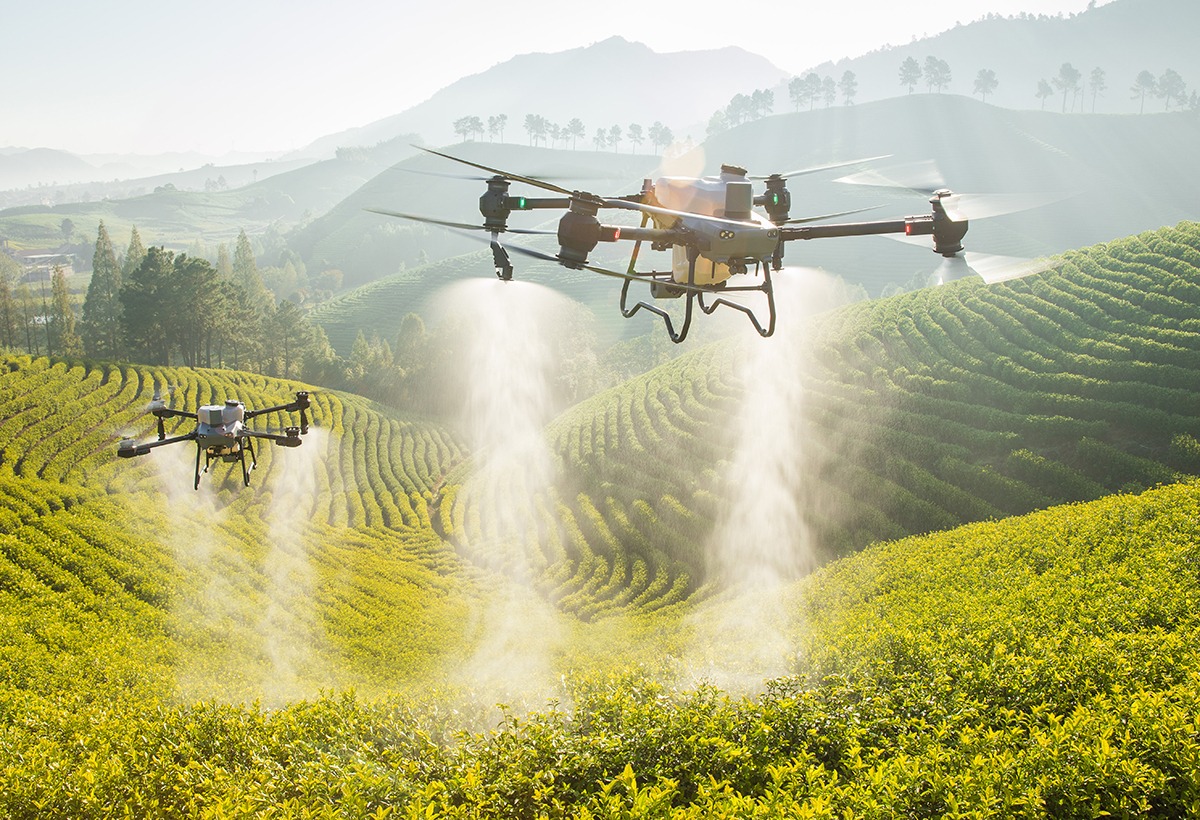 Agriculture viticulture